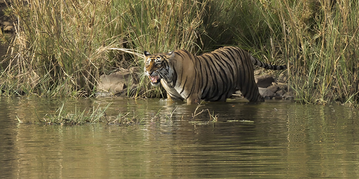 Tiger in the water in Ranthambore, India