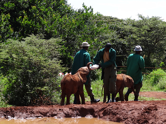 Feeding baby elephants at David Sheldrick Wildlife Trust, Nairobi, Kenya