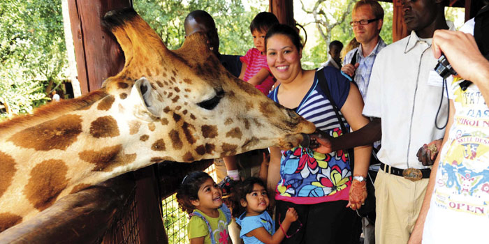 Feeding a giraffe at the Giraffe Centre