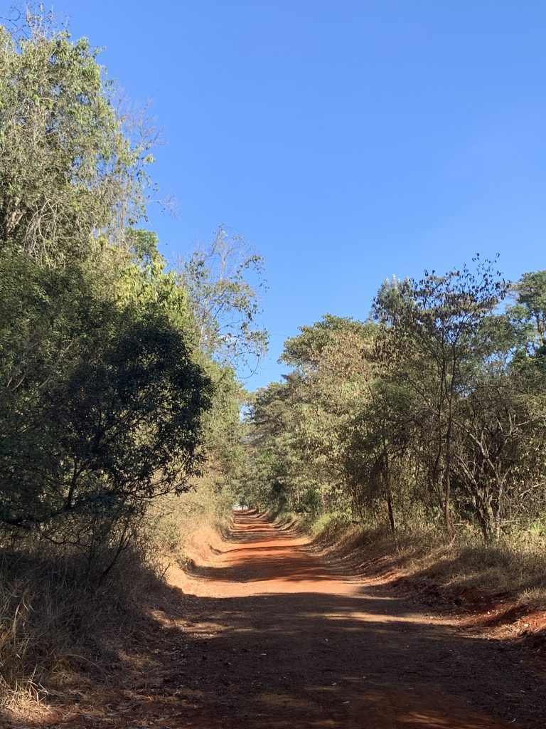 Karura Forest Kenya