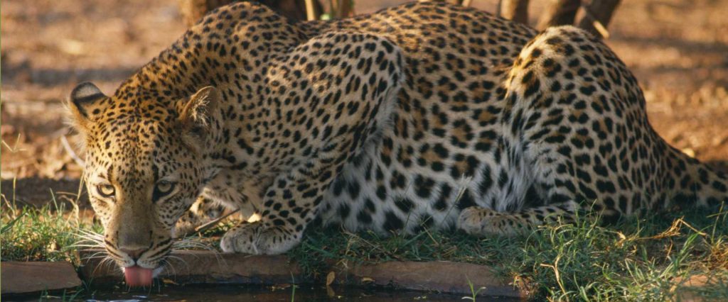 Leopard at Madikwe Game Reserve, South Africa Safari