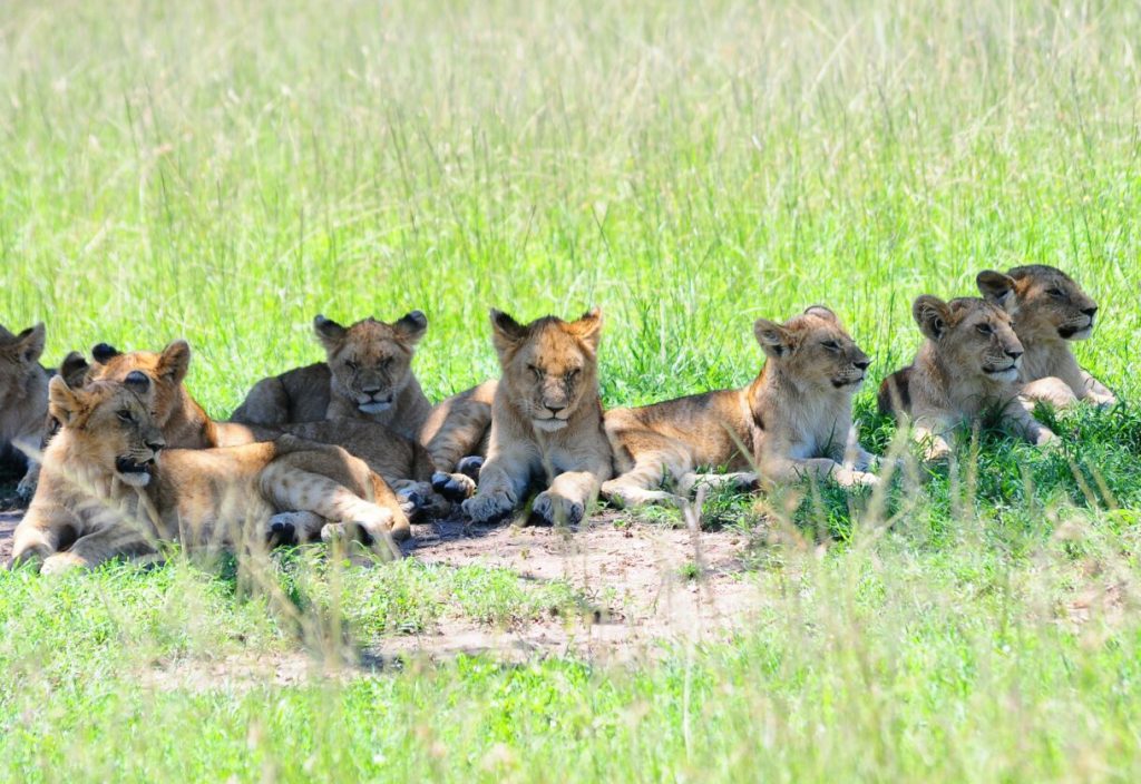 Lion cubs on a Kenya Safari