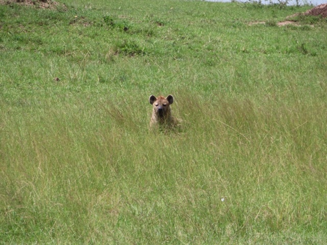 Hyena in Kenya