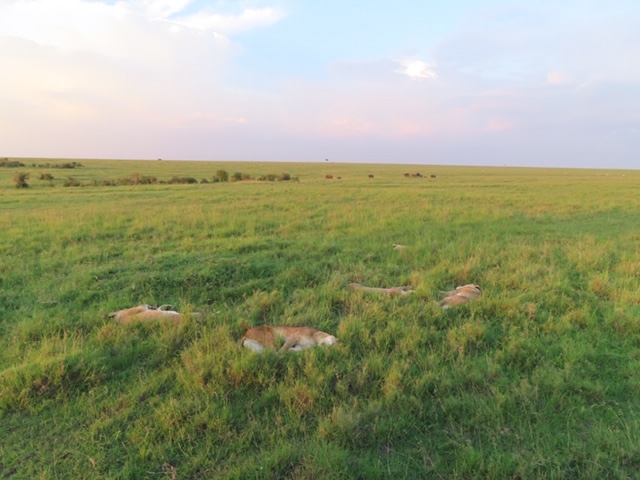 Sleeping lions in Kenya