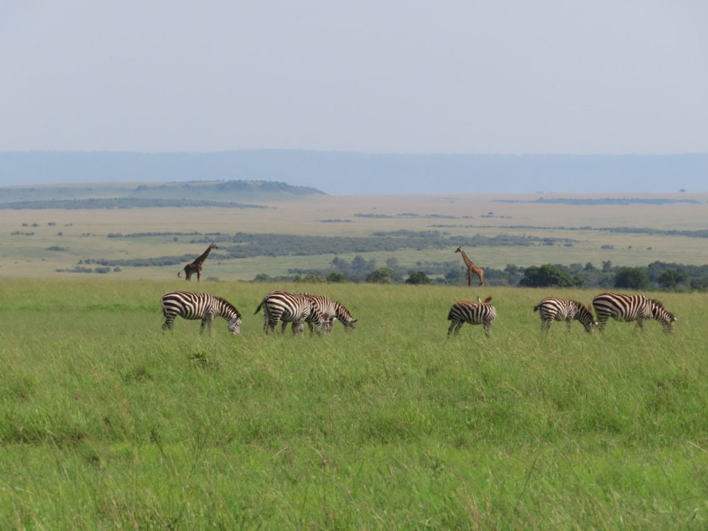 Kenya safari