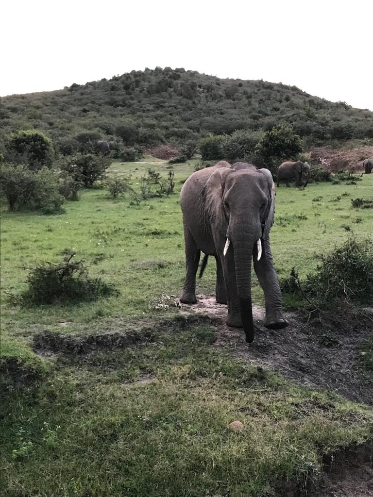 An elephant in Masai Mara