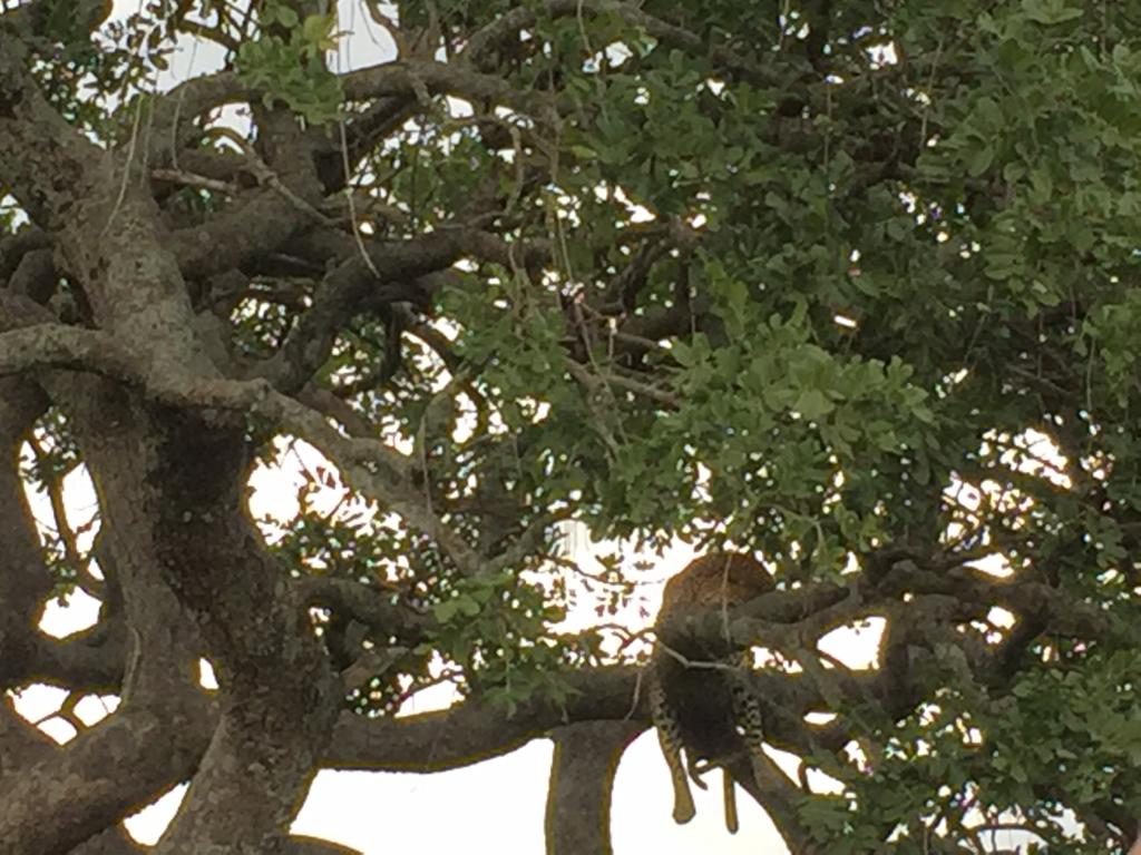 Leopard sleeping in a tree