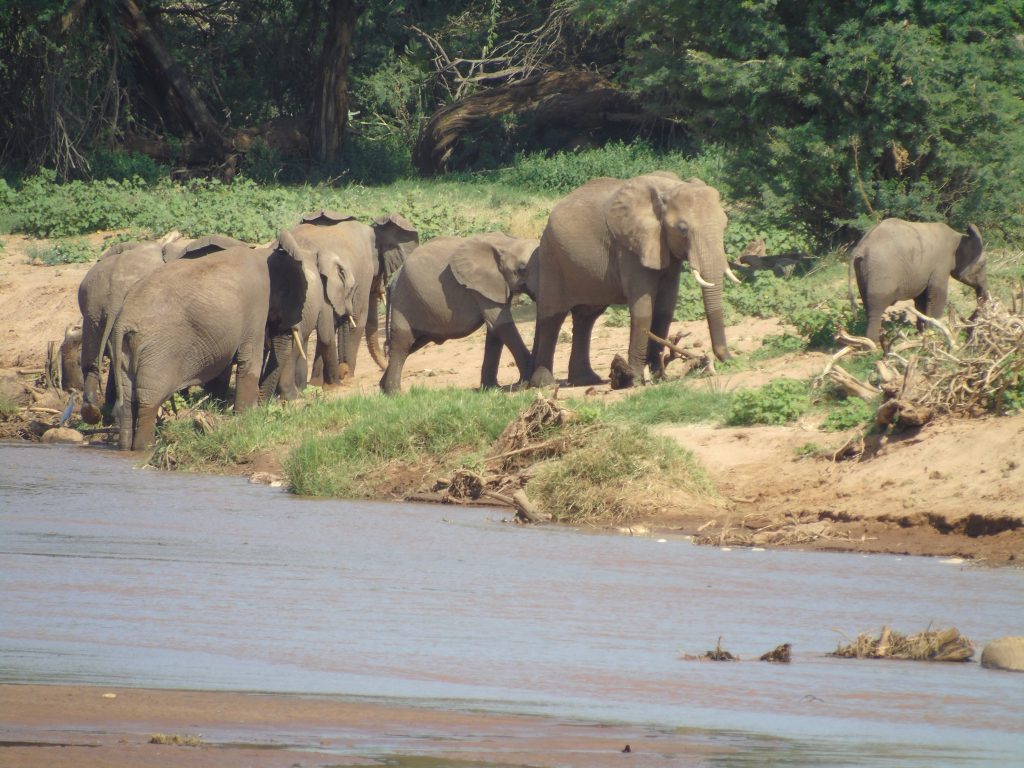 Herd of Elephants on Kenya Safari