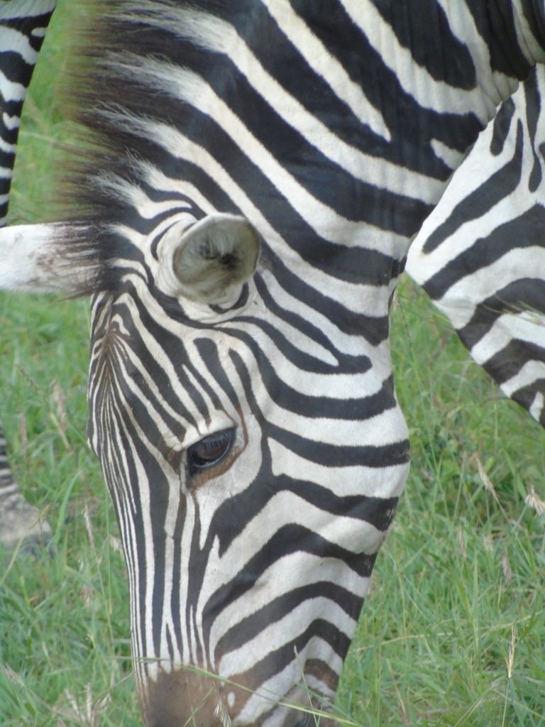 Zebra on Kenya Safari