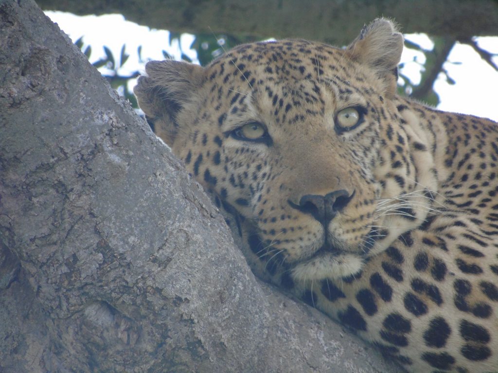 Leopard in a tree in the Masai Mara