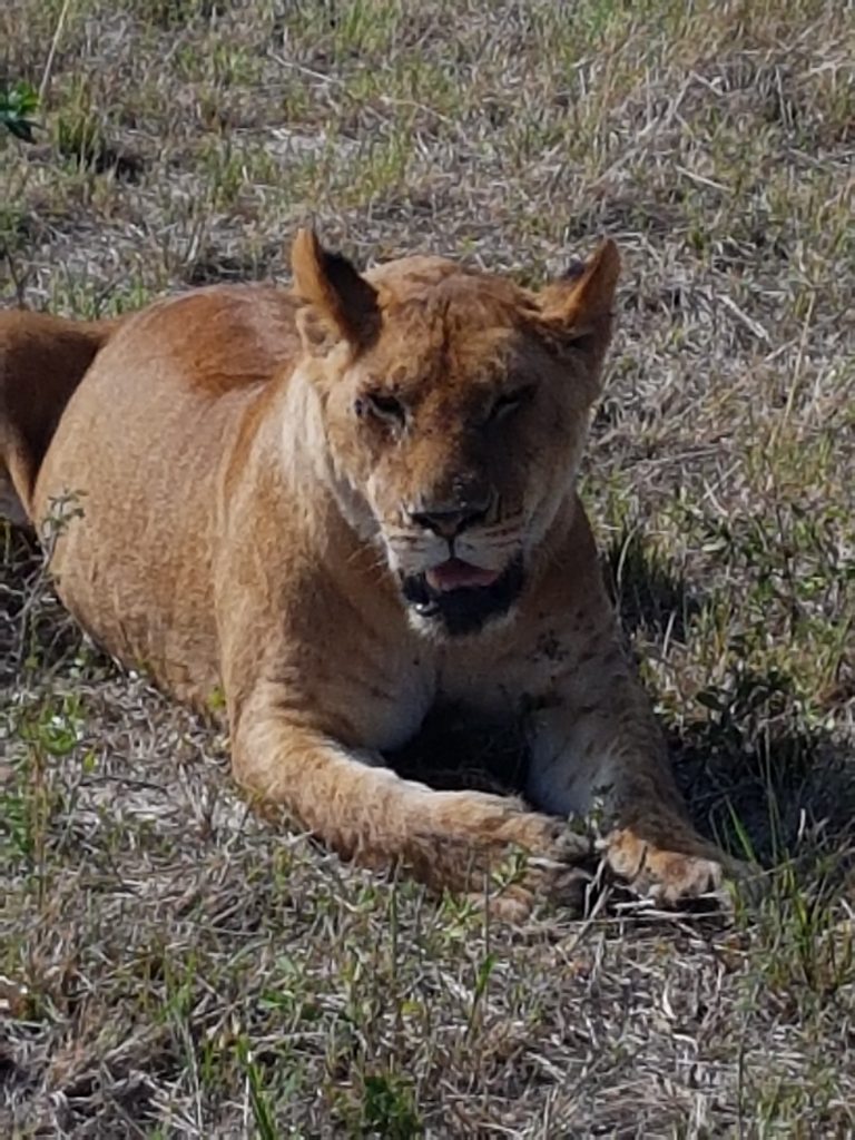 Lioness in the Masai Mara