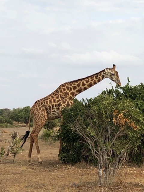 A giraffe feeding