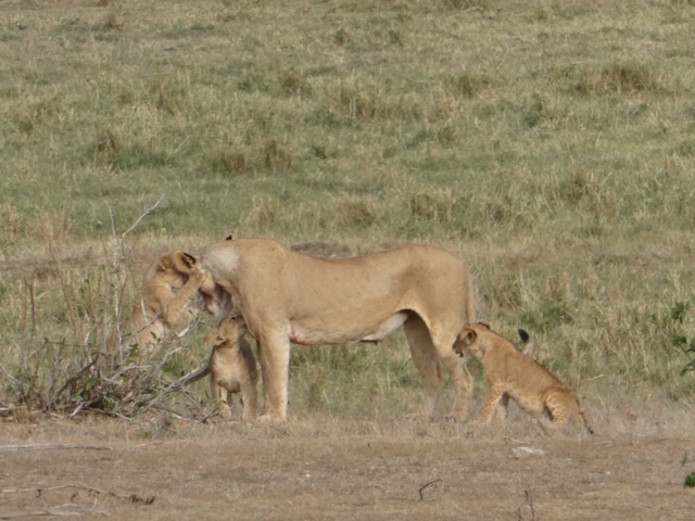 Lioness and cubs