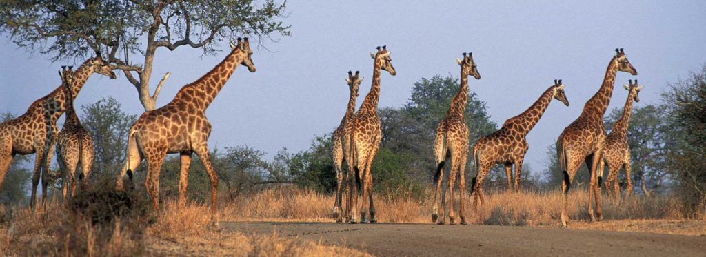 On safari in South Africa