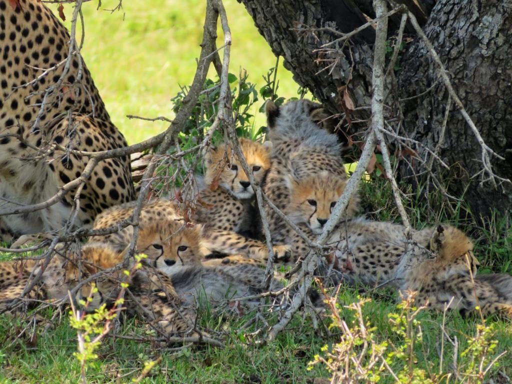 Cute Cheetah cubs