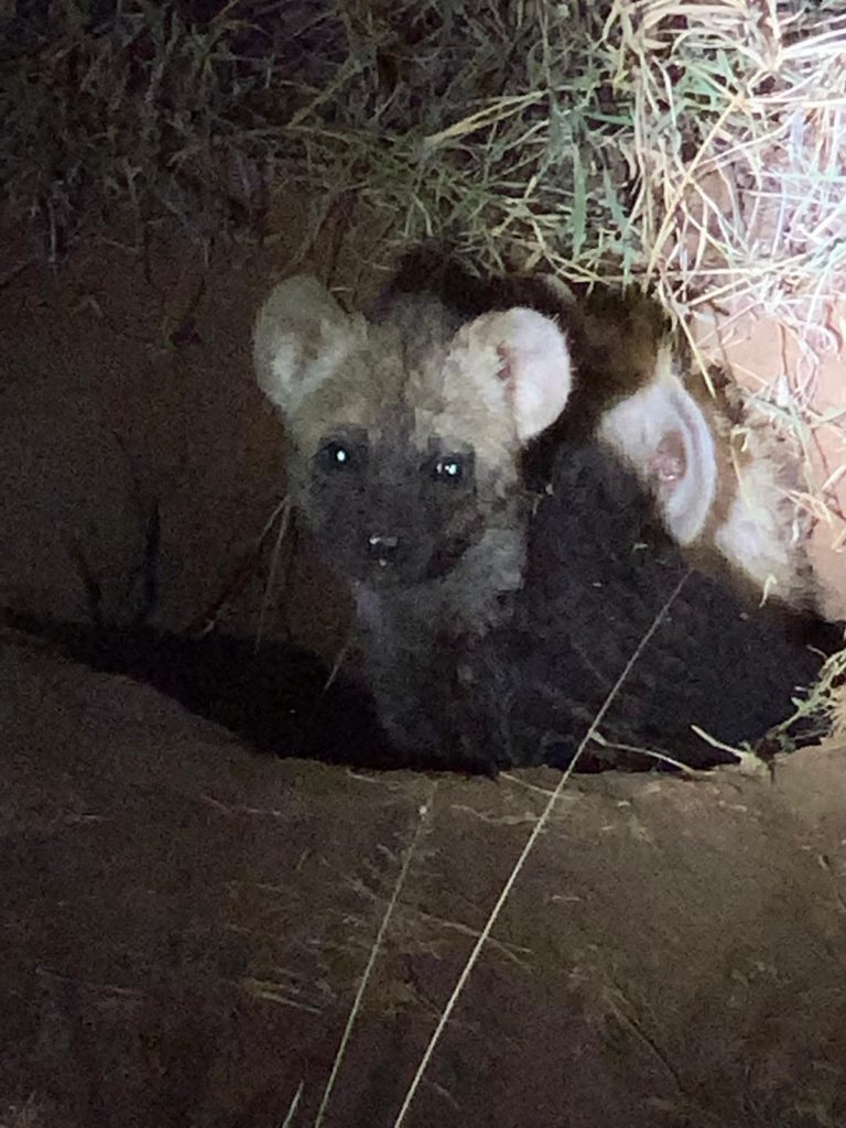 A night game drive in Loisaba