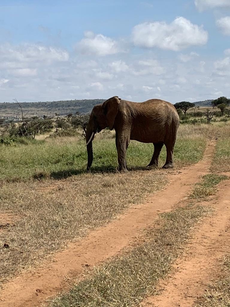 An Elephant in Loisaba Conservancy