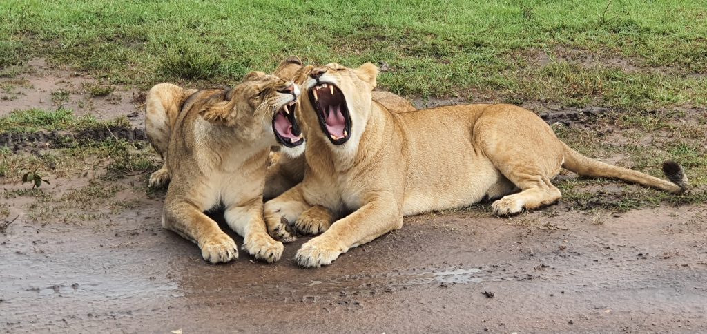 Two yawning Lions in the Masai Mara