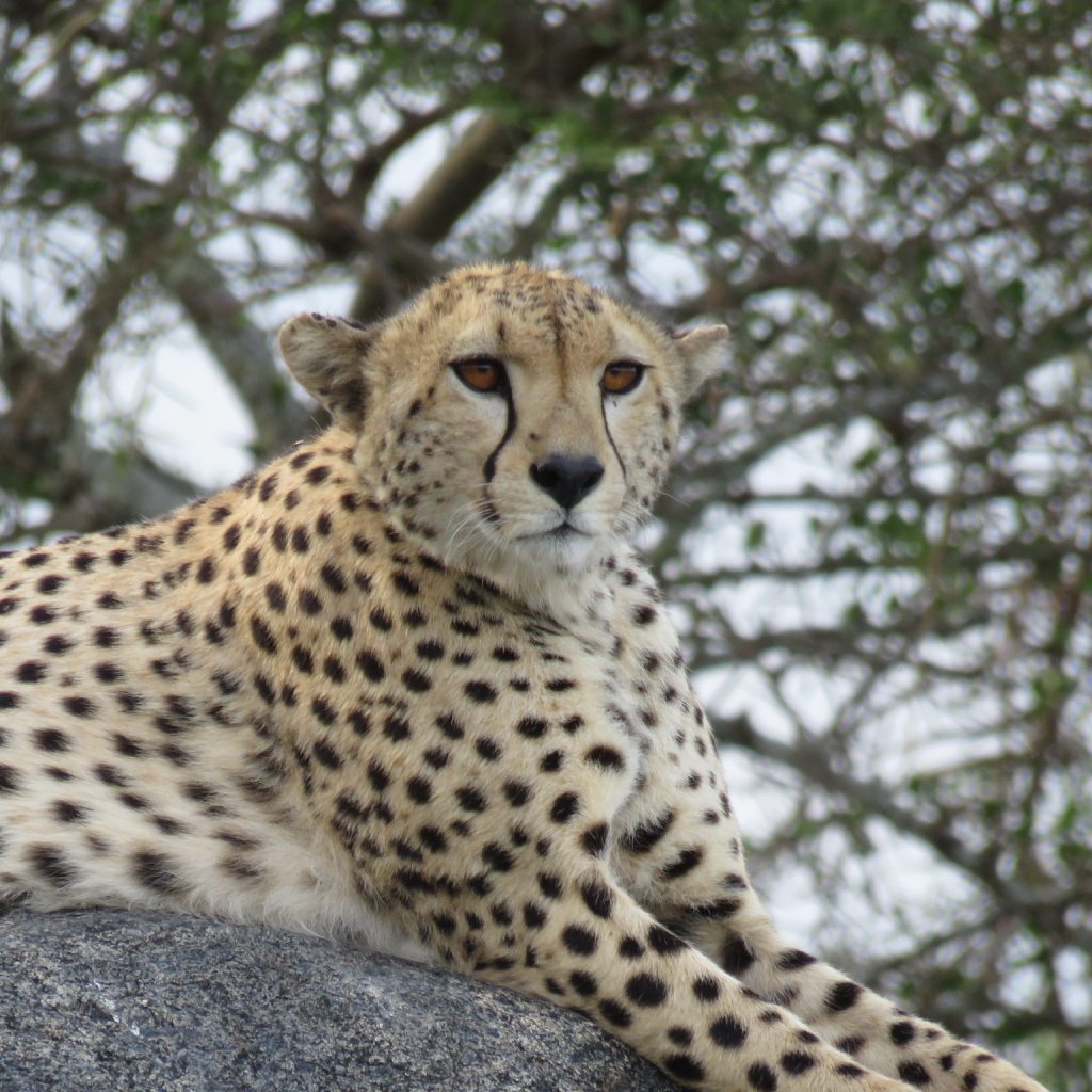 A Cheetah perched on a vantage point