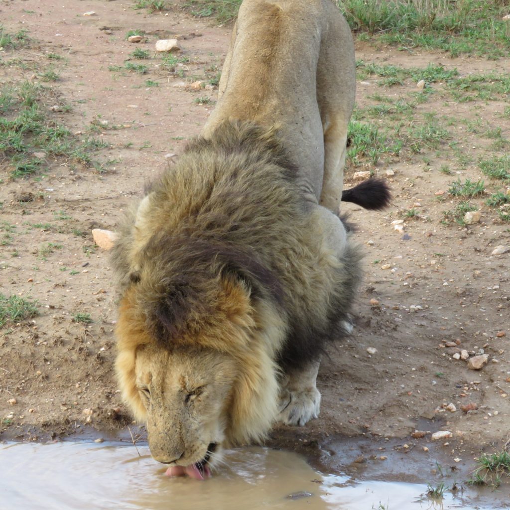 A lion at a water hole