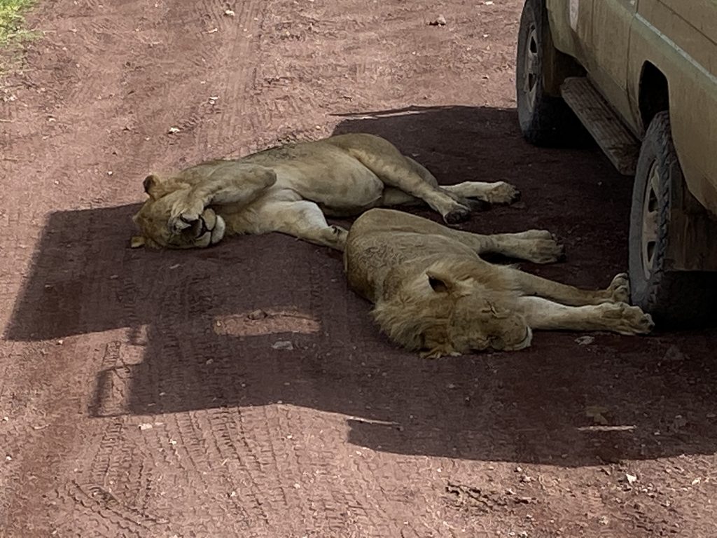 Lions having a snooze in the shade