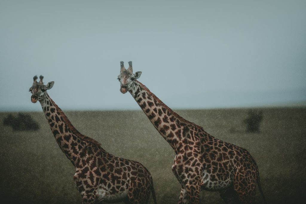 Giraffes spotted on safari