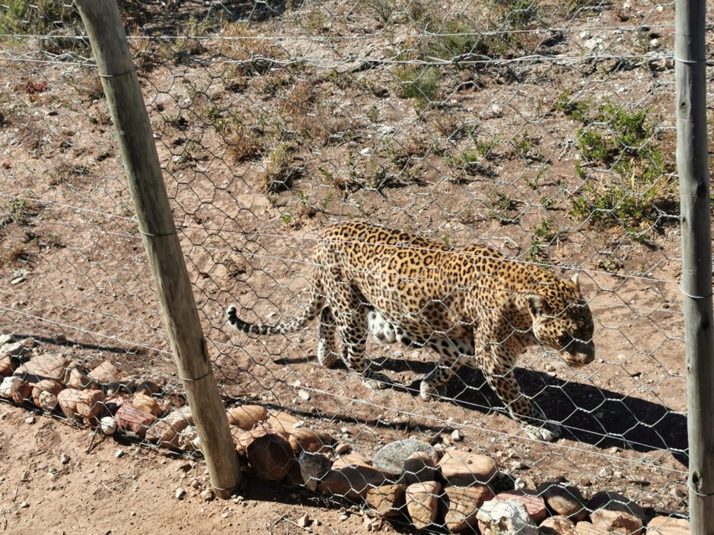 Wild best sale cat sanctuary