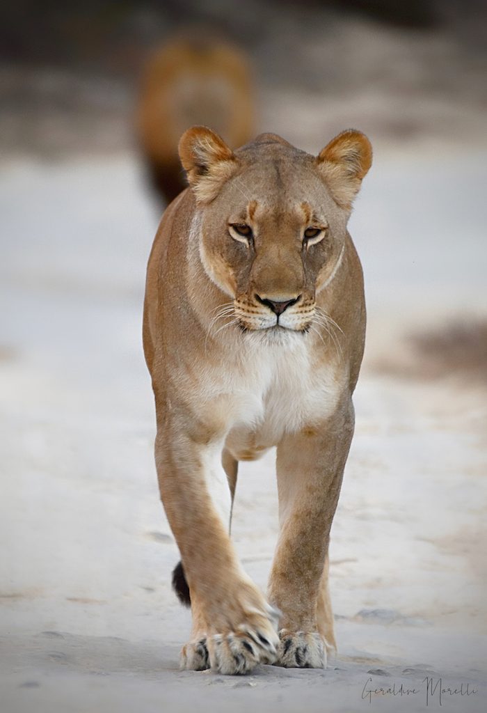 Lioness at Amakhala