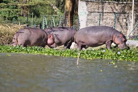 A trio of Hippos