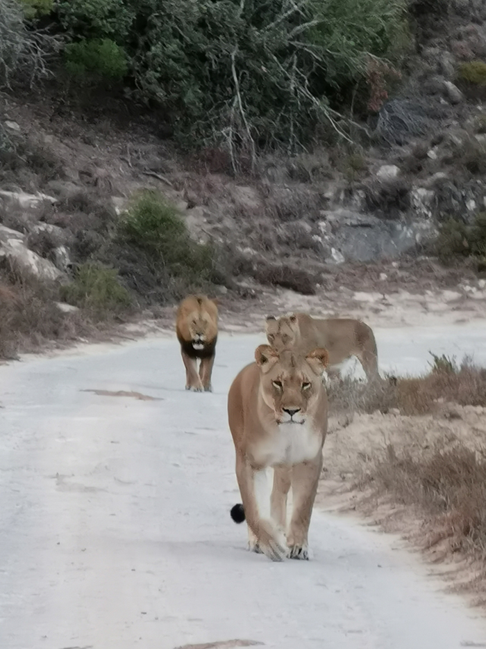 Lions in Amakhala