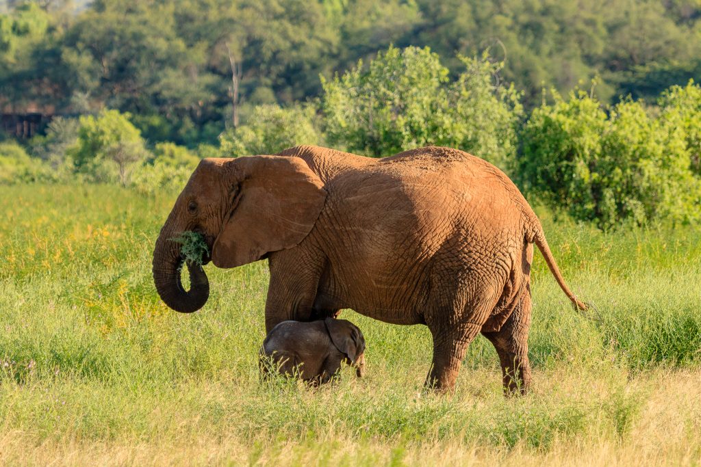 An Elephant with her calf