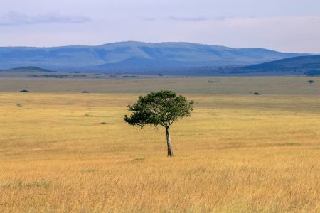 The stunning African Savannah