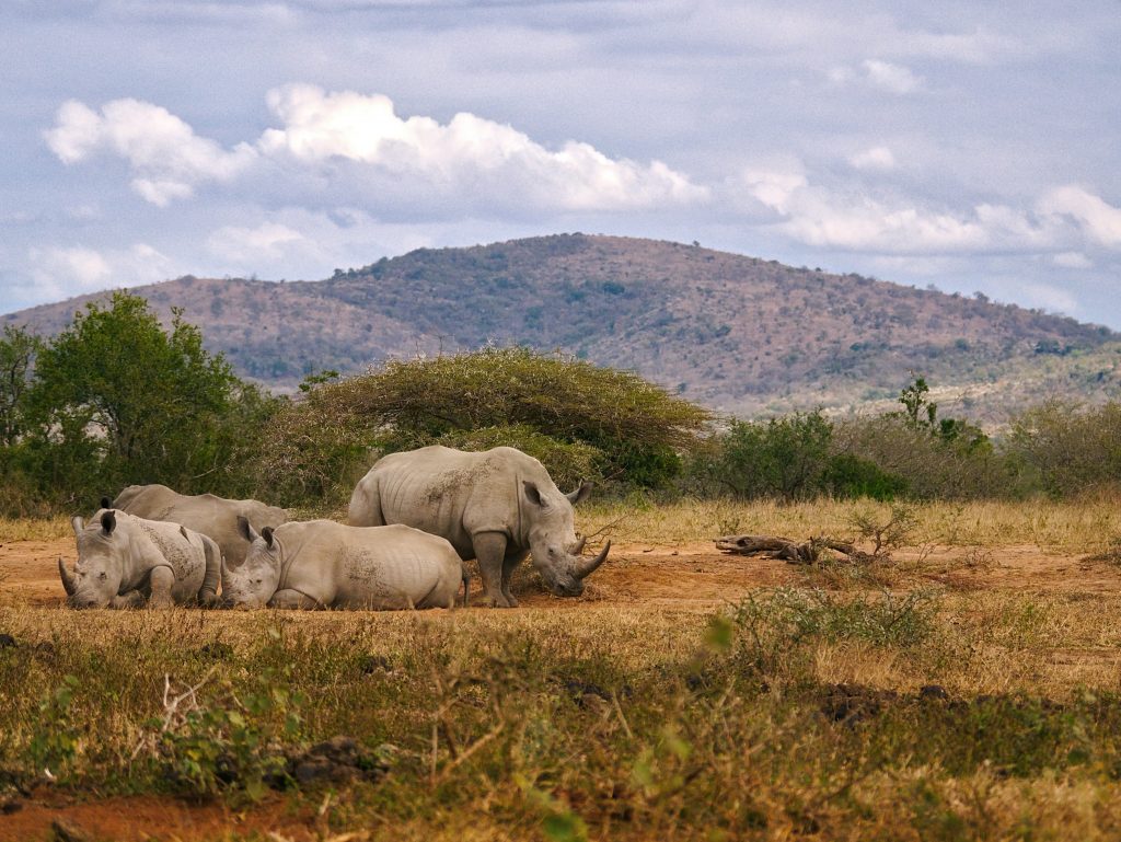 Four rhinos at Sabi Sand