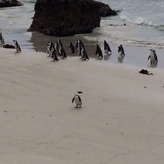 Penguins in Cape Town