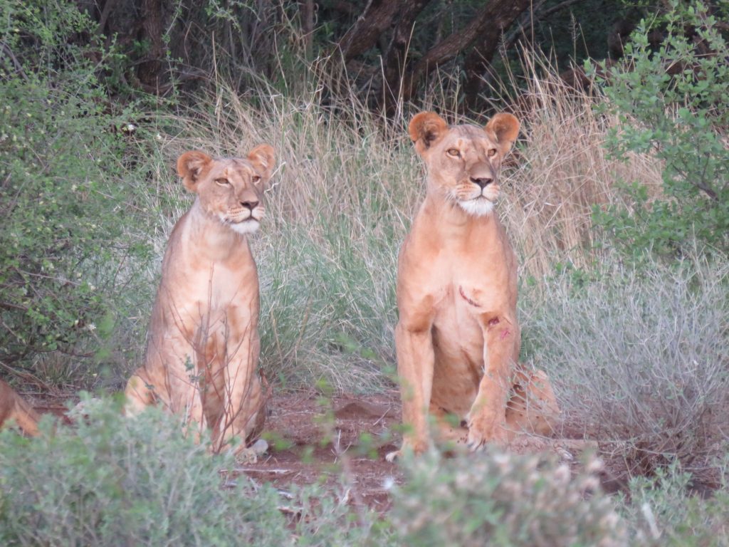 Two young lions in the Kenyan bush