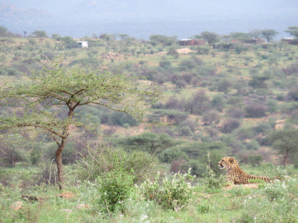 A Cheetah in the fabulous landscape