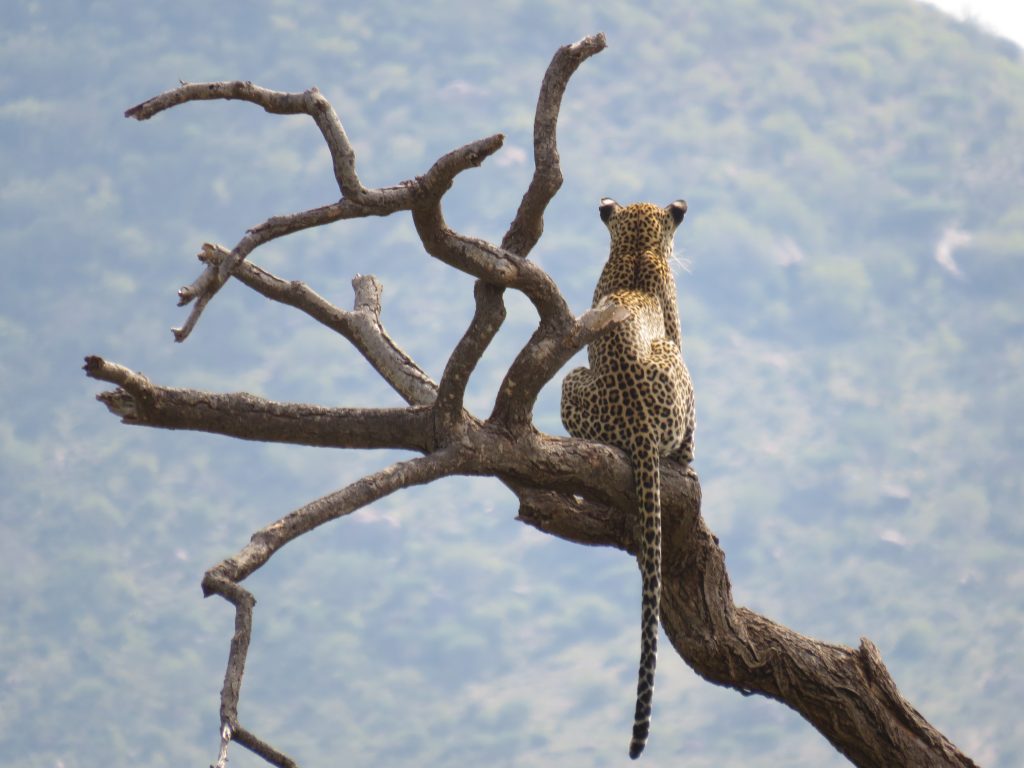 A Leopard in a tree in the Masai Mara