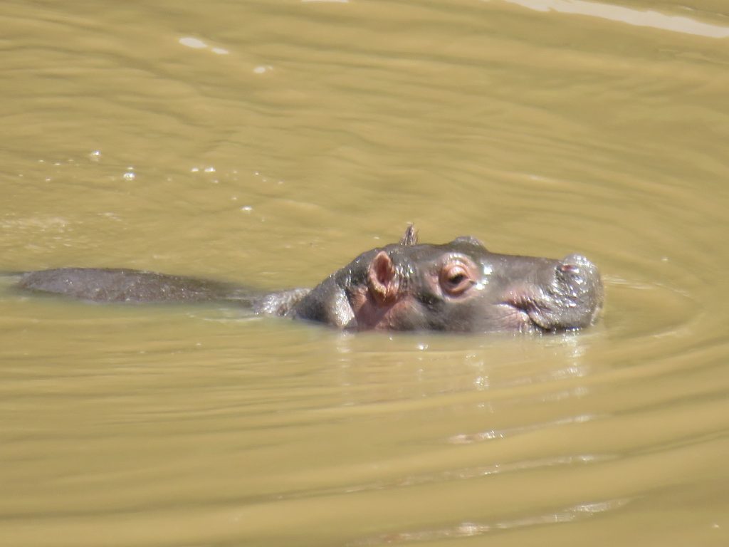 A Hippo in lake Nakuru