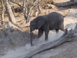 An elephant walking past