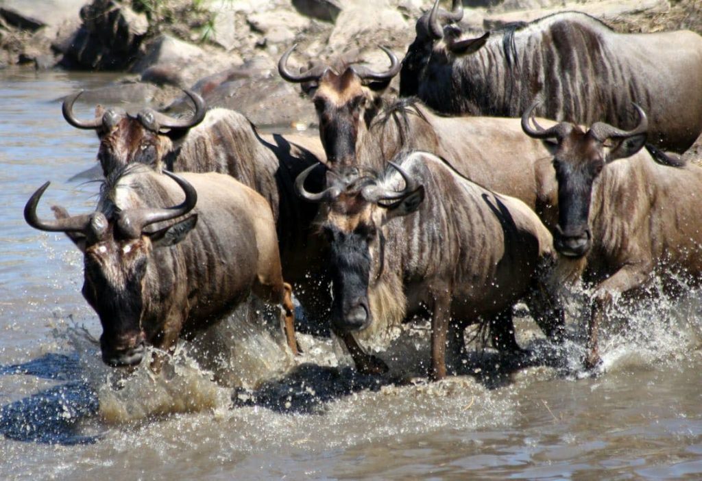 The Wildebeest Migration in Kenya