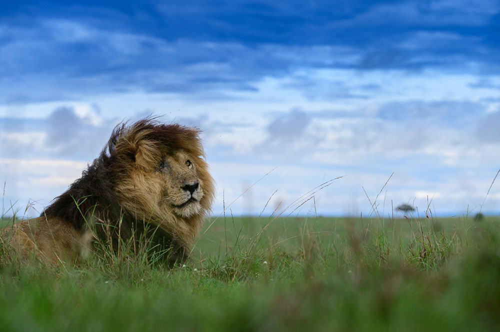 Scarface Lion on the plains