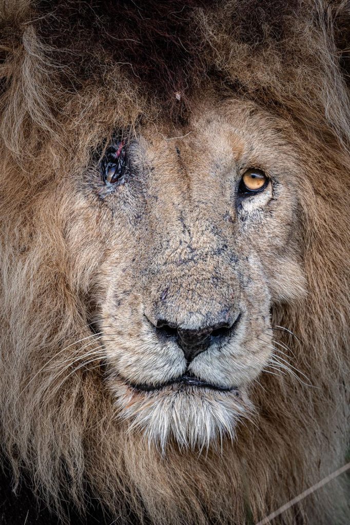 One-eyed lion