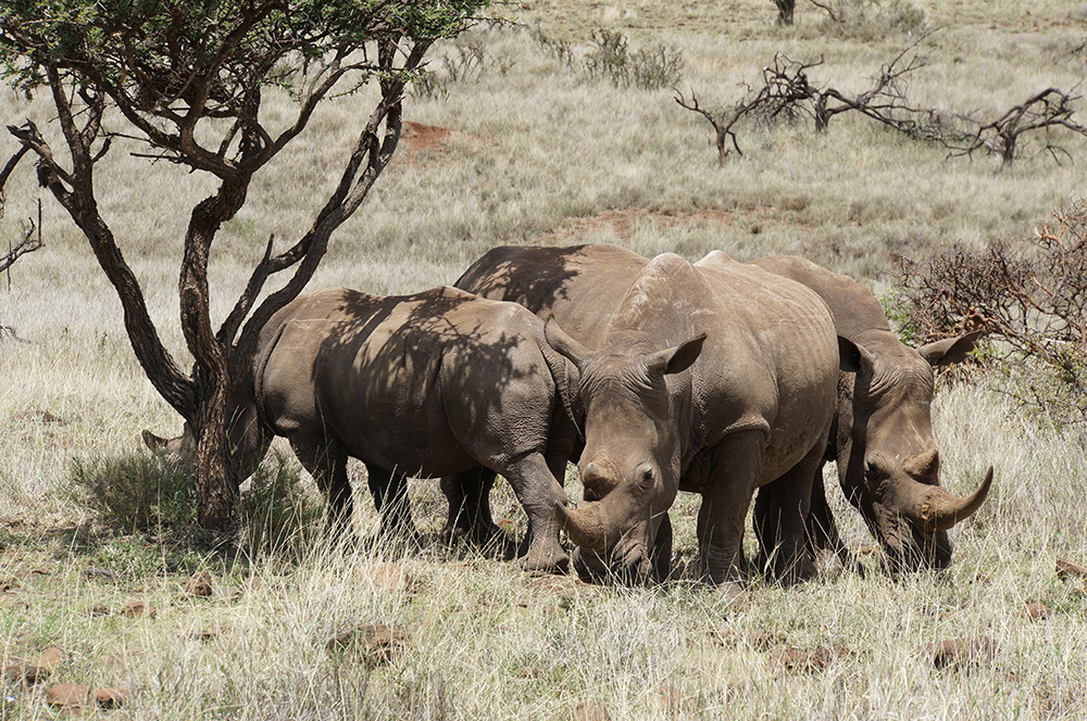 White rhinos in Kenya