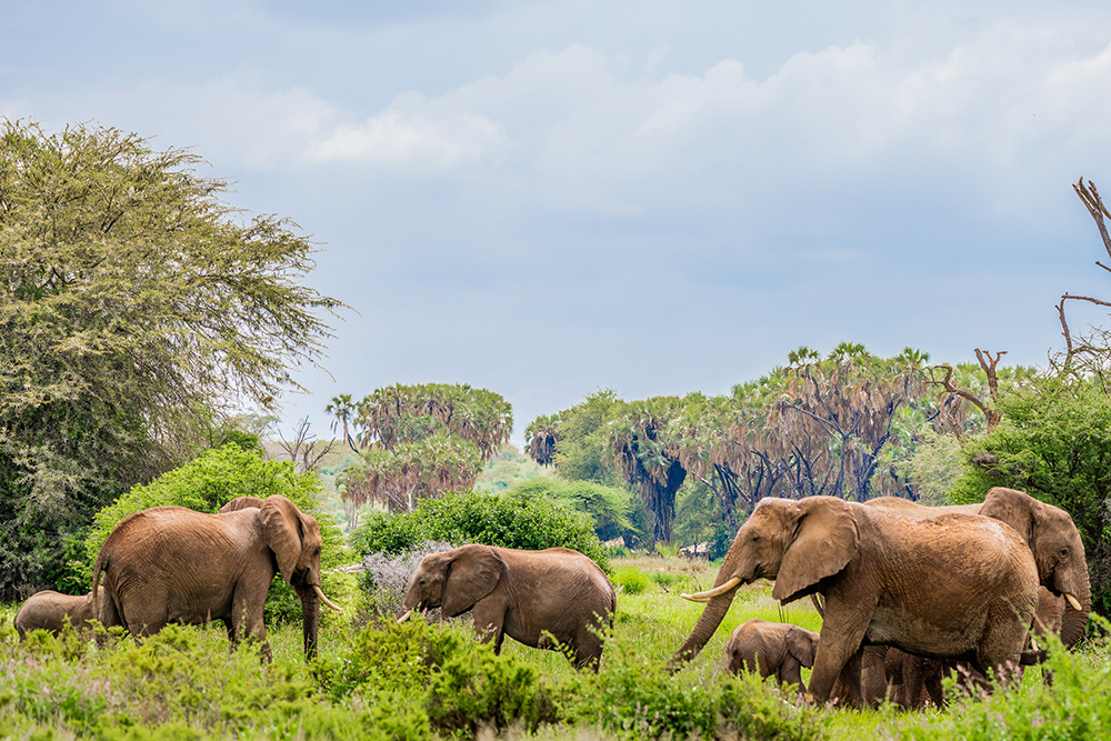 elephants in Samburu