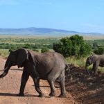 Elephants in the Masai Mara crossing the road. Photo By: Emma Holt