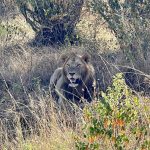 Lion in the Kenyan wild with grasses and bushes in the foreground and clumps of trees in the background.