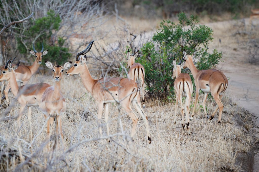 Impala in the bush in the Kruger National Park