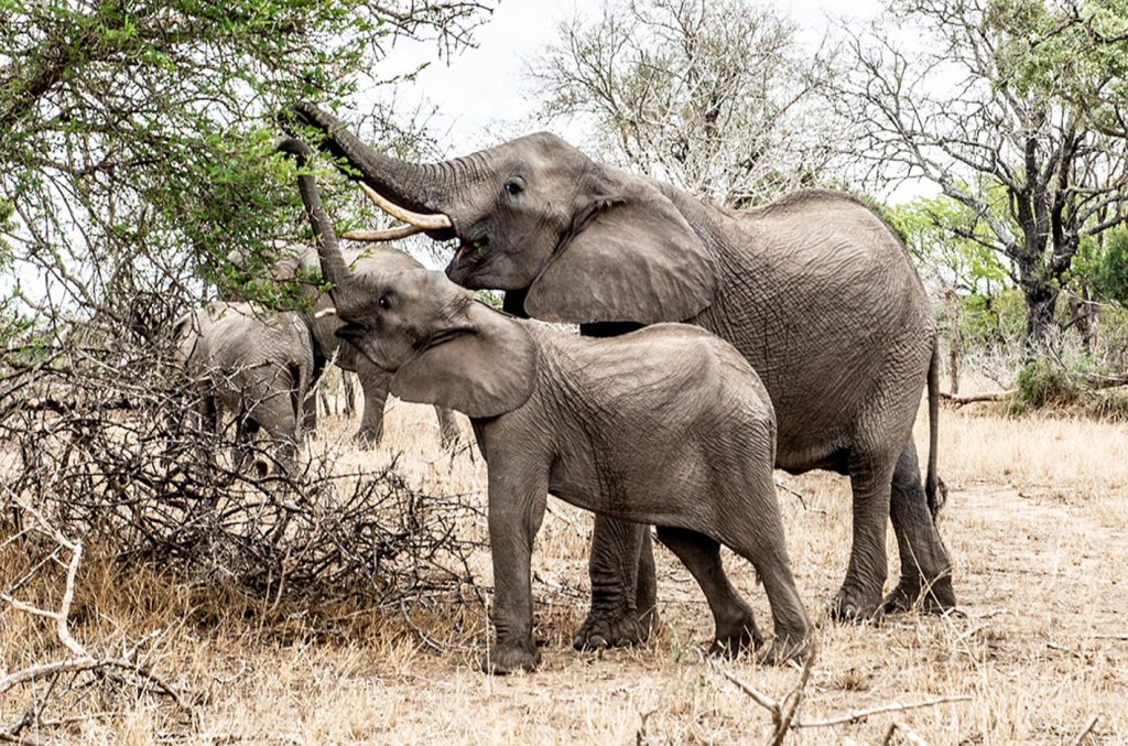 Elephant in the Kruger Park grazing in trees