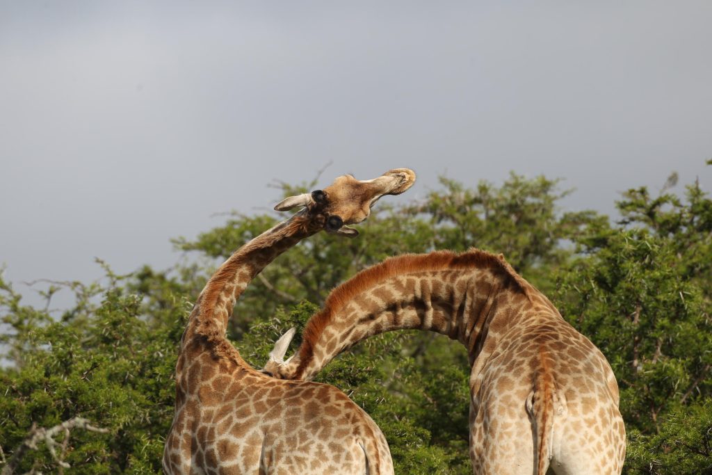 Giraffes at play in Pumba Game Reserve in the Eastern Cape.