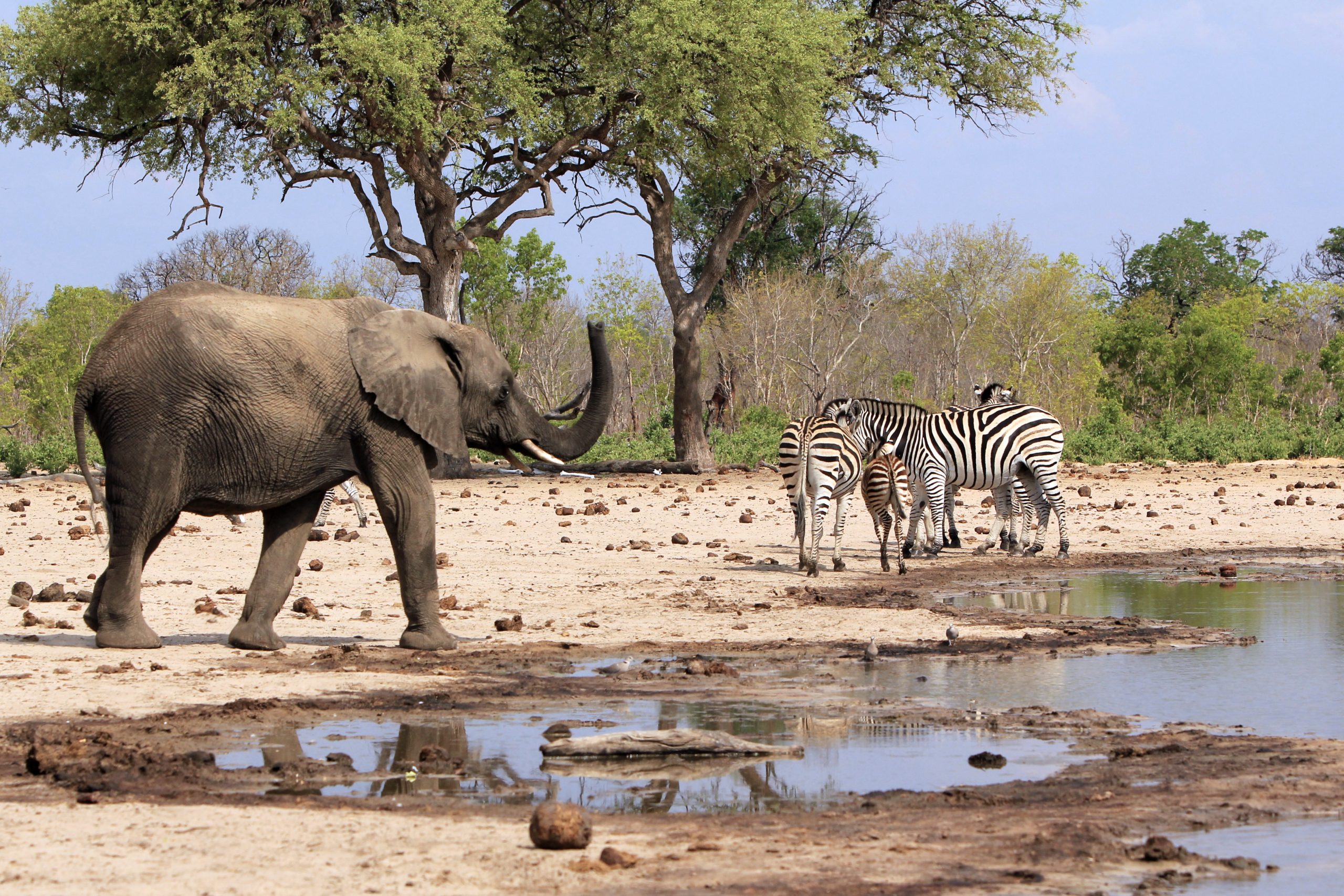 Elephant and Zebra at a waterhole in Zimbabwe.